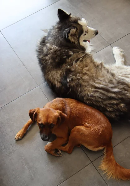 Χάσκι Σκυλί Και Μικρό Μικτό Σκυλί Που Ξαπλώνουν Μαζί Στο — Φωτογραφία Αρχείου