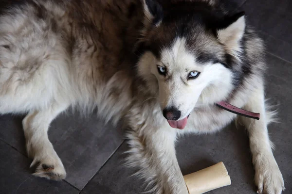 Αλάσκα Malamute Σκυλί Μπλε Μάτια Και Γλώσσα Έξω Κοντινό Πορτρέτο — Φωτογραφία Αρχείου