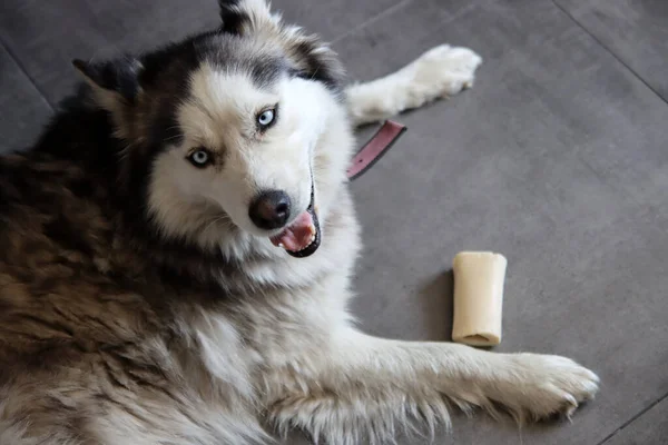 Den Sibiriska Husky Hunden Ligger Golvet Med Leksak Ung Husky — Stockfoto