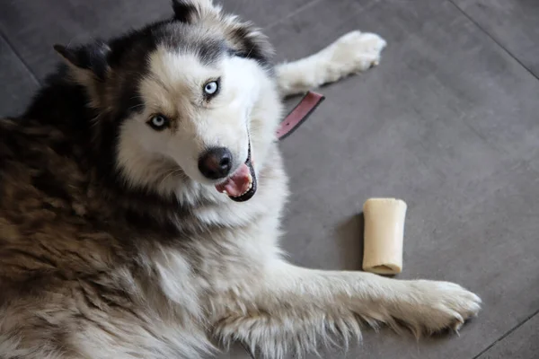 Αλάσκα Μαλαμουτ Κοντινό Πορτραίτο Επιλεκτική Εστίαση Χαριτωμένο Σκυλί Οργής Στο — Φωτογραφία Αρχείου