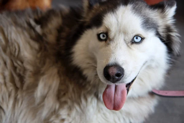 Alaska Malamute Hund Med Blå Ögon Och Tunga Närbild Porträtt — Stockfoto