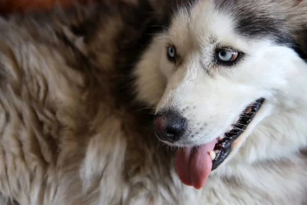 Alaskan Malamute dog with blue eyes and tongue out. Close up portrait of grey furry dog. Pet care concept.