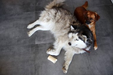 Alaska Malamute ve Sevimli Köpek evde. Köpekler oyuncaklarla oynuyor. İki köpek yerde birlikte oynuyor. Seçici odaklanma. Hayvan bakımı konsepti. 