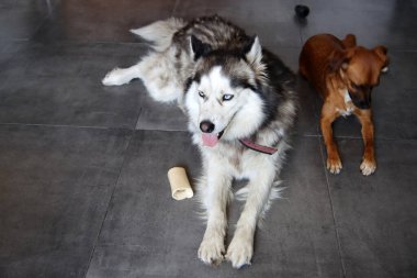 Alaska Malamute ve Sevimli Köpek evde. Köpekler oyuncaklarla oynuyor. İki köpek yerde birlikte oynuyor. Seçici odaklanma. Hayvan bakımı konsepti. 