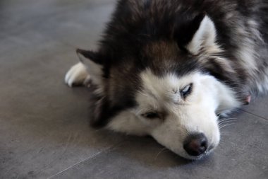 Güzel mavi gözlü Sibirya Husky 'sinin yakın çekimi. Mutlu hayvan konsepti. 