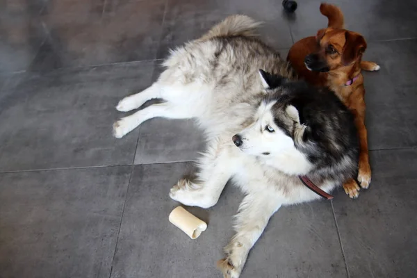 哈士奇犬和小杂种狗一起躺在家里的地板上 带有复制空间的灰色背景 好朋友的概念 — 图库照片
