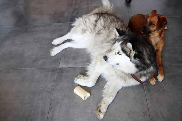 Сибірський Хаскі Собака Лежав Підлозі Іграшкою Молодий Хрипкий Собака Грає — стокове фото