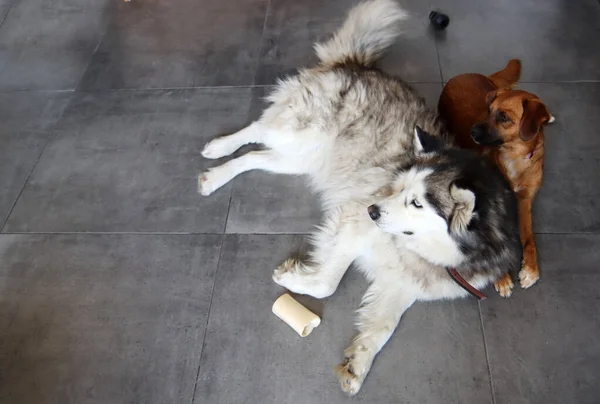 Sibirischer Husky Und Kleiner Brauner Mischlingshund Aus Nächster Nähe Foto — Stockfoto