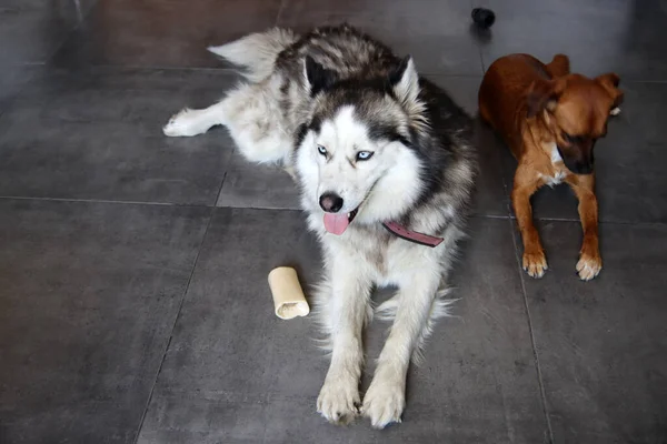 Alaskan Malamute Und Entzückender Welpe Hause Hunde Spielen Mit Spielzeug — Stockfoto