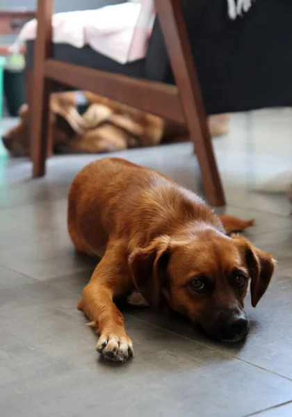 かわいい茶色の犬が写真を閉じます 小さな犬が床に横になってカメラを見ている 選択的フォーカス ハッピーペットコンセプト — ストック写真