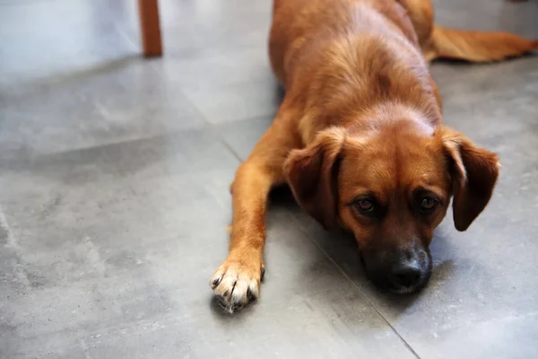 かわいい茶色の犬が写真を閉じます 小さな犬が床に横になってカメラを見ている 選択的フォーカス ハッピーペットコンセプト — ストック写真