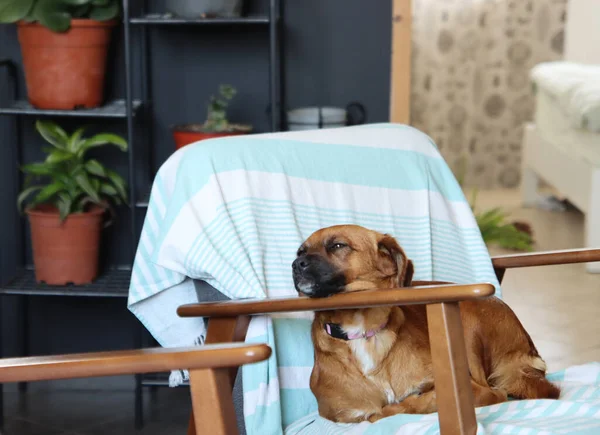 かわいい茶色の犬が椅子に寝そべっている 眠っている犬の写真を閉じます ペットケアの概念 — ストック写真