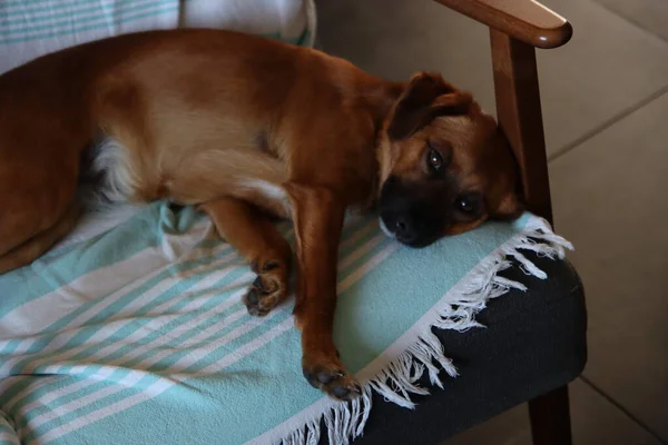 Roztomilý Malý Hnědý Pes Ležící Židli Spící Pes Blízka Koncept — Stock fotografie