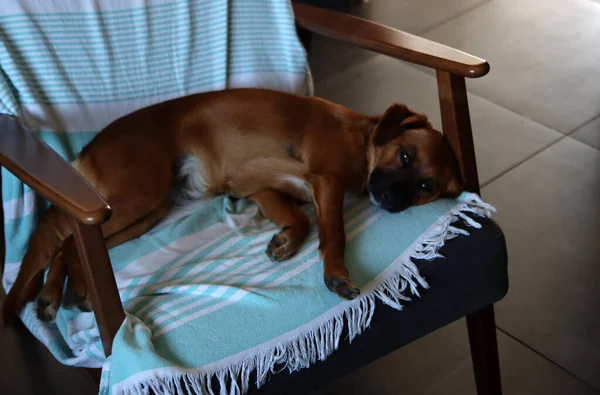 かわいい茶色の犬が椅子に寝そべっている 眠っている犬の写真を閉じます ペットケアの概念 — ストック写真