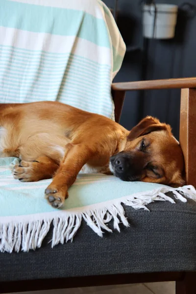 Cão Marrom Pequeno Bonito Que Põe Uma Cadeira Cão Adormecido — Fotografia de Stock