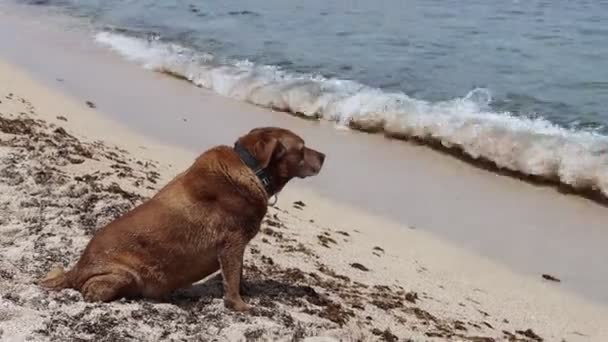 Senior Labrador Hund Sitzt Strand Und Schaut Auf Wellen Glückliches — Stockvideo