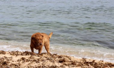 Kahverengi köpek deniz sahilinde oynuyor. Hayvan bakımı konsepti. Yetişkin köpek en iyi hayatını yaşıyor.. 