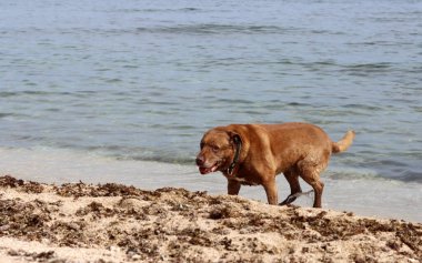 Kahverengi köpek deniz sahilinde oynuyor. Hayvan bakımı konsepti. Yetişkin köpek en iyi hayatını yaşıyor.. 