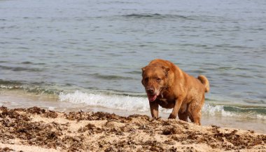 Kahverengi köpek deniz sahilinde oynuyor. Hayvan bakımı konsepti. Yetişkin köpek en iyi hayatını yaşıyor.. 