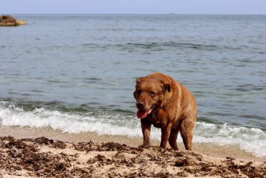 Kahverengi köpek deniz sahilinde oynuyor. Hayvan bakımı konsepti. Yetişkin köpek en iyi hayatını yaşıyor.. 