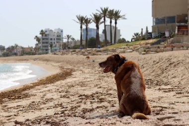 Labrador Retriever deniz kenarındaki kumsalda oturuyor. Yürüyüşe çıkmış yetişkin bir köpek. Metin için alanı olan yatay fotoğraf. 