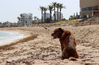 Labrador Retriever deniz kenarındaki kumsalda oturuyor. Yürüyüşe çıkmış yetişkin bir köpek. Metin için alanı olan yatay fotoğraf. 