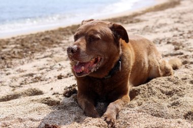 Kahverengi köpek deniz sahilinde oynuyor. Hayvan bakımı konsepti. Yetişkin köpek en iyi hayatını yaşıyor.. 