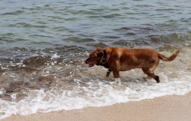 Labrador Retriever denizin arka planında, sahilde. Köpek kumsalda güneşli bir günün tadını çıkarıyor. Hayvan bakımı konsepti. 
