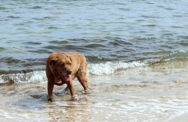 Labrador Retriever denizin arka planında, sahilde. Köpek kumsalda güneşli bir günün tadını çıkarıyor. Hayvan bakımı konsepti. 