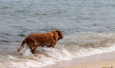 Labrador Retriever denizin arka planında, sahilde. Köpek kumsalda güneşli bir günün tadını çıkarıyor. Hayvan bakımı konsepti. 