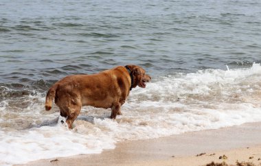 Labrador Retriever denizin arka planında, sahilde. Köpek kumsalda güneşli bir günün tadını çıkarıyor. Hayvan bakımı konsepti. 