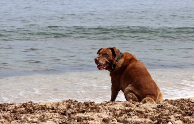 Labrador Retriever deniz kenarındaki kumsalda oturuyor. Yürüyüşe çıkmış yetişkin bir köpek. Metin için alanı olan yatay fotoğraf. 