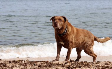 Labrador Retriever denizin arka planında, sahilde. Köpek kumsalda güneşli bir günün tadını çıkarıyor. Hayvan bakımı konsepti. 