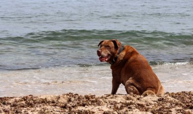 Kahverengi köpek deniz sahilinde oynuyor. Hayvan bakımı konsepti. Yetişkin köpek en iyi hayatını yaşıyor.. 