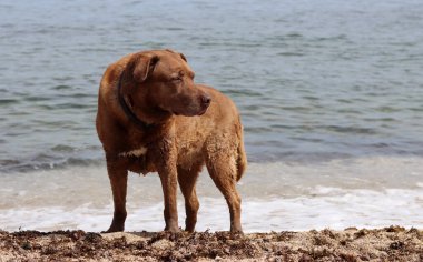 Labrador Retriever denizin arka planında, sahilde. Köpek kumsalda güneşli bir günün tadını çıkarıyor. Hayvan bakımı konsepti. 