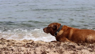 Labrador Retriever yazın deniz kenarında kumda yatıyordu. Yaşlı köpeğin hayat konsepti.. 