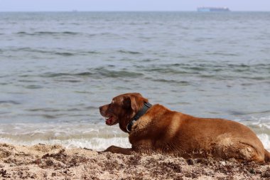 Labrador Retriever yazın deniz kenarında kumda yatıyordu. Yaşlı köpeğin hayat konsepti.. 