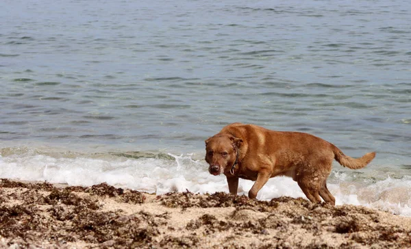 Brązowy Pies Bawiący Się Plaży Morza Koncepcja Opieki Nad Zwierzętami — Zdjęcie stockowe
