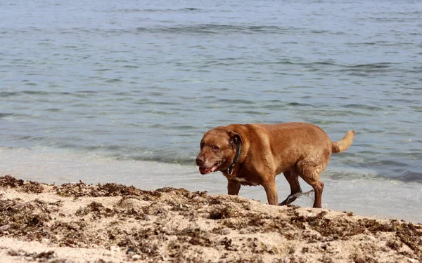 Brązowy Pies Bawiący Się Plaży Morza Koncepcja Opieki Nad Zwierzętami — Zdjęcie stockowe