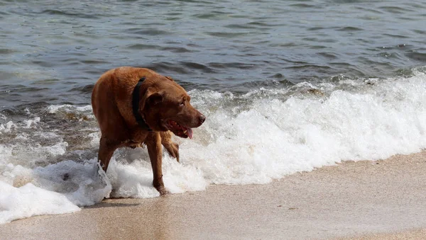 stock image Labrador Retriever at the beach on the background of the sea. Dog enjoying sunny day on a beach.  Pet care concept. 