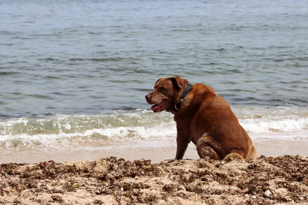 Labrador Retriever Siedzi Piasku Nad Morzem Dorosły Pies Spacerze Poziome — Zdjęcie stockowe