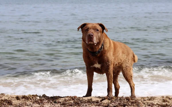 Labrador Retriever Пляже Фоне Моря Собака Наслаждается Солнечным Днем Пляже — стоковое фото