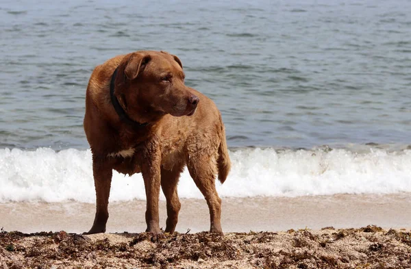 stock image Labrador Retriever at the beach on the background of the sea. Dog enjoying sunny day on a beach.  Pet care concept. 