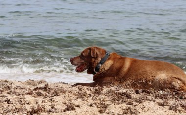 Labrador Retriever yazın deniz kenarında kumda yatıyordu. Yaşlı köpeğin hayat konsepti.. 