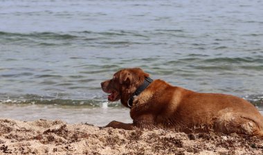 Labrador Retriever yazın deniz kenarında kumda yatıyordu. Yaşlı köpeğin hayat konsepti.. 