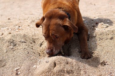 Yetişkin Labrador köpeği kumda çukur kazıyor. Kumsalda kumsalda oynayan kahverengi köpek, yakın plan.