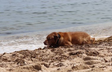 Labrador Retriever yazın deniz kenarında kumda yatıyordu. Yaşlı köpeğin hayat konsepti.. 