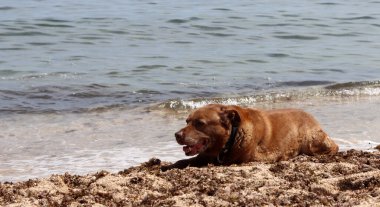 Labrador Retriever yazın deniz kenarında kumda yatıyordu. Yaşlı köpeğin hayat konsepti.. 