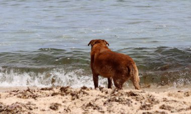 Güneşli bir günde kumsalda oynayan büyük kahverengi köpek. Seçici odaklanma. Mutlu evcil hayvanların yaşam konsepti. 