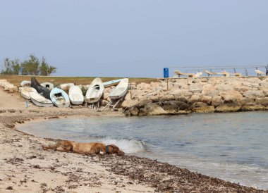 Güneşli bir günde kumsalda oynayan büyük kahverengi köpek. Seçici odaklanma. Mutlu evcil hayvanların yaşam konsepti. 